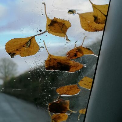 Studio Leaves